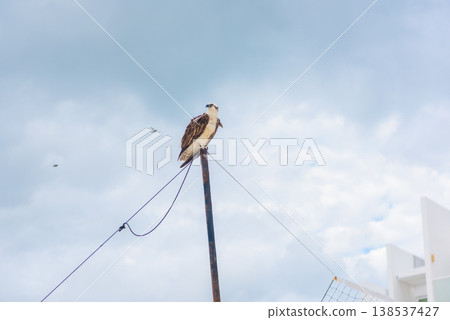 Osprey bird perched on rusted pole Osprey bird perched on rusted pole 138537427