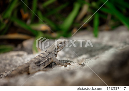 Young iguana perched alertly on gray rocky surface Young iguana perched alertly on gray rocky surface 138537447