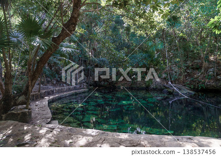 Open cenote pool surrounded by dense tropical palm forest Open cenote pool surrounded by dense tropical palm forest 138537456