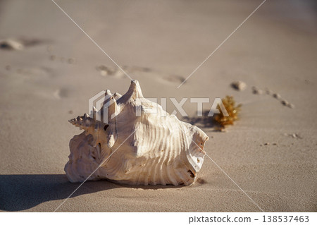 Pink conch shell resting on sandy beach at sunrise Pink conch shell resting on sandy beach at sunrise 138537463