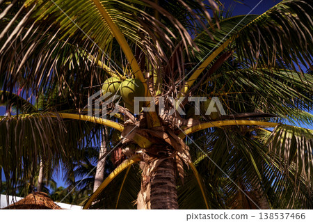 Coconut palm tree with green fruit against evening sky Coconut palm tree with green fruit against evening sky 138537466