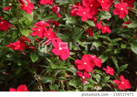 長春花可樂經典紅2 長春花可樂經典紅2 138537471