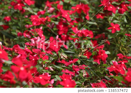 Vinca Cola Classic Red 3 Vinca Cola Classic Red 3 138537472