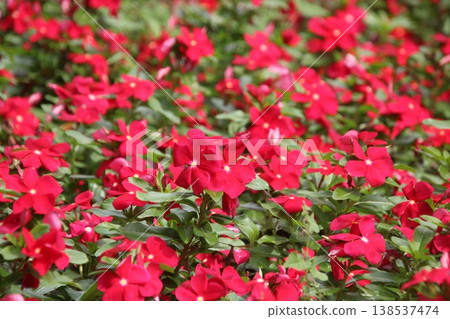 Vinca Cola Classic Red 5 138537474