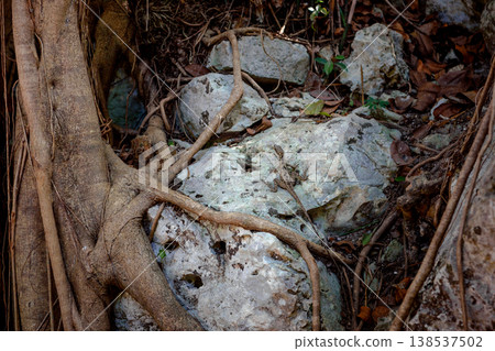 Small lizard camouflaged on weathered rocks among twisted tree roots Small lizard camouflaged on weathered rocks among twisted tree roots 138537502