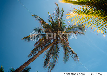 Upward view of single palm tree against blue sky Upward view of single palm tree against blue sky 138537525