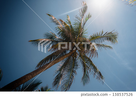 Upward view of single palm tree against blue sky Upward view of single palm tree against blue sky 138537526