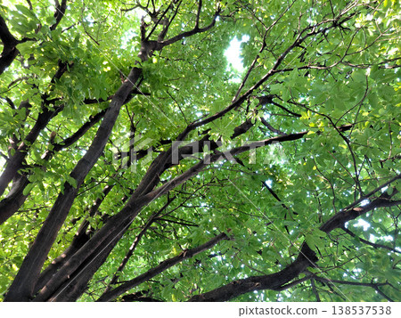 Sunlight Filtering Through Lush Green Tree Canopy 138537538