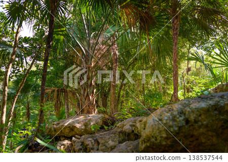 Tropical jungle cenote with crystal clear turquoise water Tropical jungle cenote with crystal clear turquoise water 138537544
