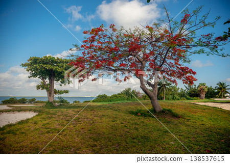 Tropical landscape with blooming tree and ocean view 138537615