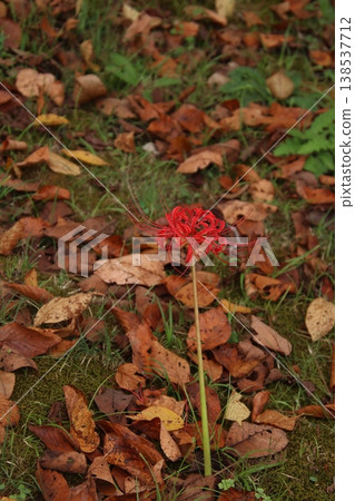 Autumn flower: Spider lily (208) Autumn flower: Spider lily (208) 138537712