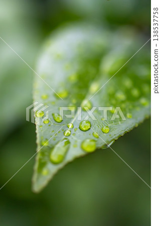 Beautiful raindrops lined up on green leaves - vertical Beautiful raindrops lined up on green leaves - vertical 138537758