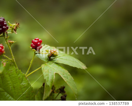 Wild berry. Red Blackberries. Rubus pubescens. Wild berry. Red Blackberries. Rubus pubescens. 138537789