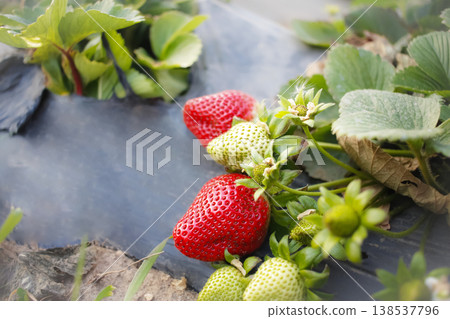 Growing strawberries mulch film in the field. Farm products, agriculture 138537796