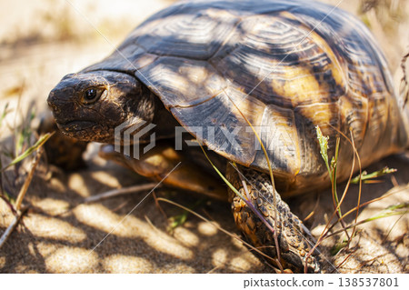 Land Turtle close up. Testudo horsfieldii, Mediterranean tortoise, sand turtle lies in the shade of a palm tree. Land Turtle close up. Testudo horsfieldii, Mediterranean tortoise, sand turtle lies in the shade of a palm tree. 138537801