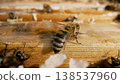 Bees inside the beehive. Honeycomb close up. Bee colony in hive macro. Bee eating honey from a honeycomb. Close up of honey bee on honeycomb frame outdoors in an apiary. Bee farm with honey. Bee close 138537960