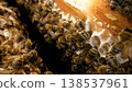 Bees crawling over the cells and waving their fragile wings. Macro shot of bee colony working on the frame. Shooting inside the honeycomb. 138537961