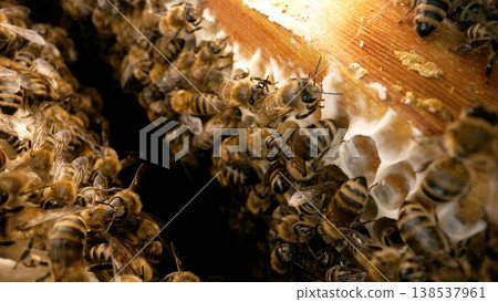 Bees crawling over the cells and waving their fragile wings. Macro shot of bee colony working on the frame. Shooting inside the honeycomb. Bees crawling over the cells and waving their fragile wings. Macro shot of bee colony working on the frame. Shooting inside the honeycomb. 138537961
