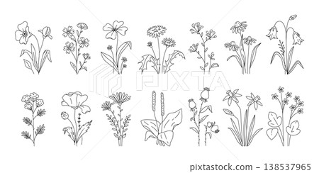 Wildflower bundle with various meadow plants, stems, leaves, and buds drawn as clean contour sketches 138537965