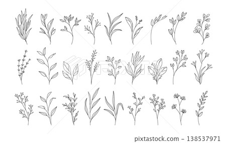 Botanical sprigs and herb branches arranged in a wide row Botanical sprigs and herb branches arranged in a wide row 138537971