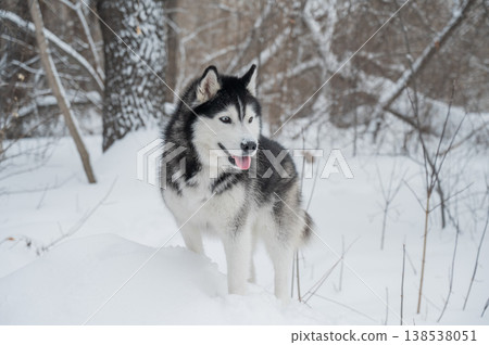 Siberian husky standing on snowdrift in winter forest 138538051