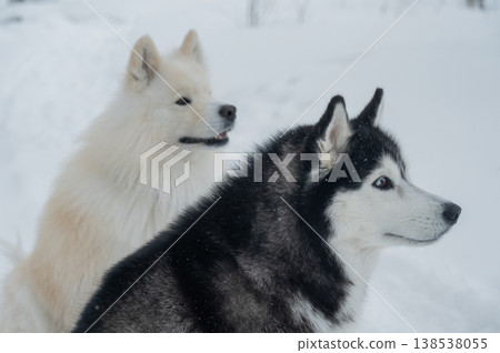 Two fluffy sled dogs in snowy winter landscape. Two fluffy sled dogs in snowy winter landscape. 138538055