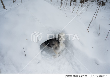 Siberian husky dog entering snow tunnel in winter forest, funny view of fluffy tail. Siberian husky dog entering snow tunnel in winter forest, funny view of fluffy tail. 138538056