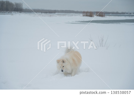 A Samoyed dog runs through the snow. 138538057