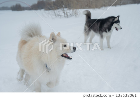 Two fluffy sled dogs in snowy winter landscape. Two fluffy sled dogs in snowy winter landscape. 138538061