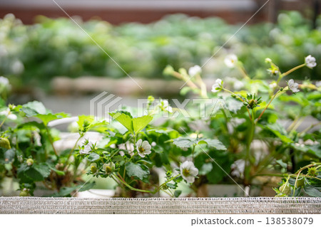 Blooming strawberries plants growing in smart greenhouse under grow lights and hydroponics system. Blooming strawberries plants growing in smart greenhouse under grow lights and hydroponics system. 138538079