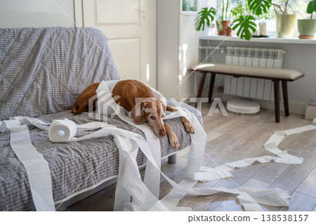 Lonely Vizsla dog relaxing on couch after destroying living room with scattered toilet paper. Lonely Vizsla dog relaxing on couch after destroying living room with scattered toilet paper. 138538157