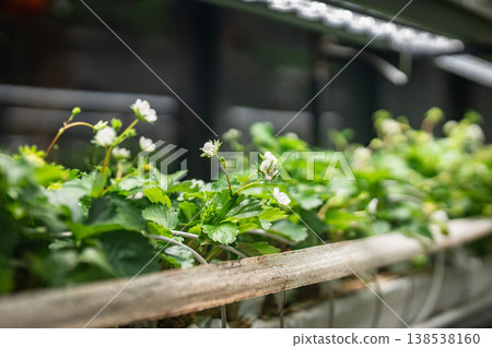 Blooming strawberries plants growing in smart greenhouse under grow lights and hydroponics system. Blooming strawberries plants growing in smart greenhouse under grow lights and hydroponics system. 138538160