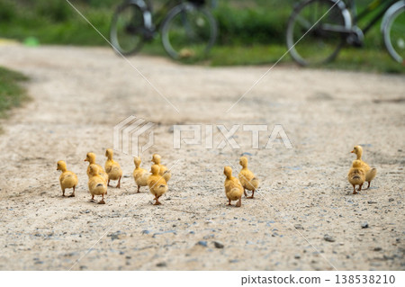 Little yellow ducklings on free-range in farmland, flock of birds walking along road in countryside. Little yellow ducklings on free-range in farmland, flock of birds walking along road in countryside. 138538210