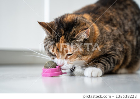 Curious Calico cat sniffing catnip ball toy, examinees herbal treat, healthy toy for home pets. Curious Calico cat sniffing catnip ball toy, examinees herbal treat, healthy toy for home pets. 138538228