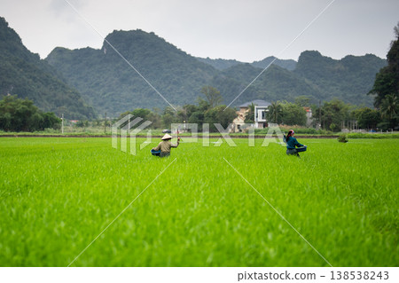 Local farm workers with basins working together at green rice meadows in countryside of Vietnam. 138538243