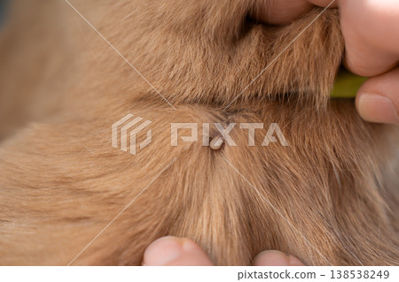 Tick parasite on cat fur closeup veterinary health risk macro Tick parasite on cat fur closeup veterinary health risk macro 138538249