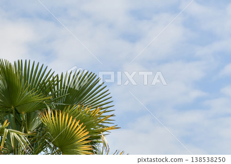 Palm tree against the sky Summer and beach Palm tree against the sky Summer and beach 138538250