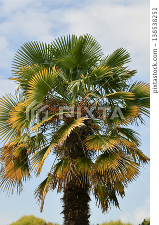 Palm tree against the sky Summer and beach Palm tree against the sky Summer and beach 138538251