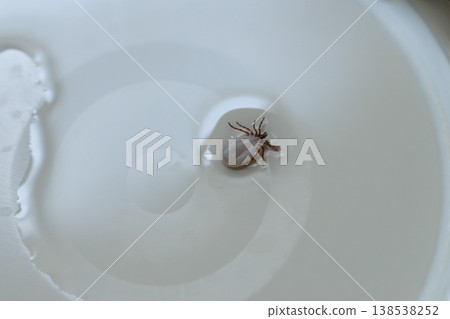Tick floating in water bowl removal parasite control pet hygiene Tick floating in water bowl removal parasite control pet hygiene 138538252