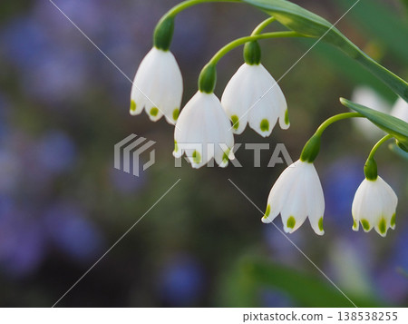 Snowdrops blooming in the park at dawn; soft morning light and a tranquil spring scene. Snowdrops blooming in the park at dawn; soft morning light and a tranquil spring scene. 138538255