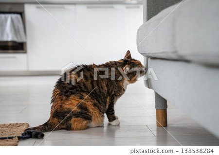 Calico cat sniffs sofa in new apartment, marking her feline territory. Pet life and behavior. Calico cat sniffs sofa in new apartment, marking her feline territory. Pet life and behavior. 138538284