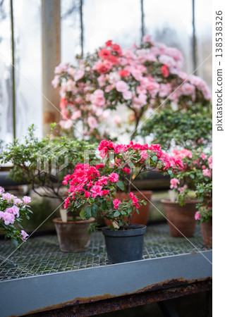 Pink azalea blooming in glasshouse. Blossoming rhododendron in pot in greenhouse in spring time 138538326