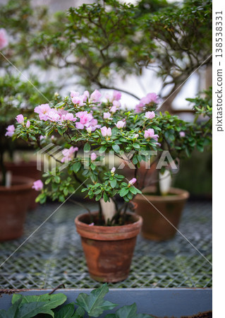 Table with blossoming colorful Azaleas flower plants in small pots in orangery, spring in hothouse. 138538331