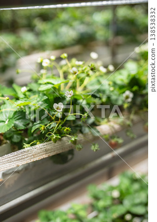 Blooming strawberries plants growing in smart greenhouse under grow lights and hydroponics system. Blooming strawberries plants growing in smart greenhouse under grow lights and hydroponics system. 138538332