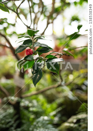 Blooming pink camellia flower in greenhouse. Flowering Camellia japonica bushes in glasshouse Blooming pink camellia flower in greenhouse. Flowering Camellia japonica bushes in glasshouse 138538349