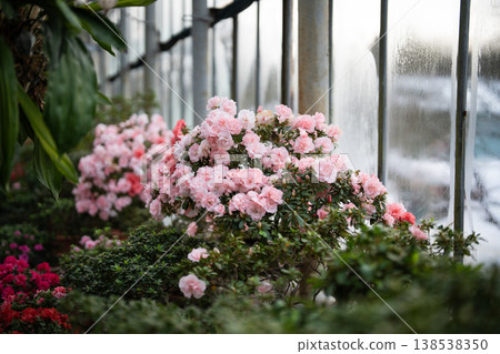 Flowering colourful Azaleas in greenhouse early spring. Blooming potted pink Rhododendrons indoors 138538350