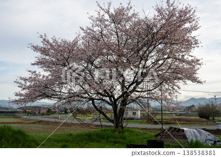 Beautiful cherry blossoms in full bloom in Okayama Prefecture, Japan Beautiful cherry blossoms in full bloom in Okayama Prefecture, Japan 138538381