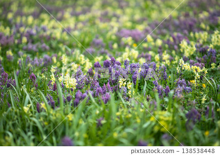 Green lush meadow in city park covered with blooming corydalis wildflowers on spring sunny day. Green lush meadow in city park covered with blooming corydalis wildflowers on spring sunny day. 138538448
