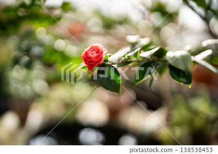 Branch of blossoming Japanese red camellia flower growing in winter garden under spring sunshine. Branch of blossoming Japanese red camellia flower growing in winter garden under spring sunshine. 138538453