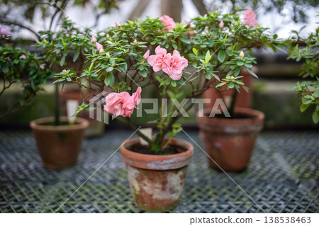 Pink azalea blooming in glasshouse. Blossoming rhododendron in clay pot in greenhouse in spring time 138538463